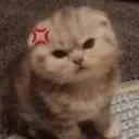 AngryCat AngryCat
