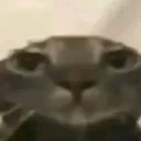 catfedup
