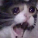 MS_catscreaming_Dot_GG_femboiss custom emote | Femboy Order・Femboys・Furries・LGBTQ・Roblox ・Tomboys ・Gay・Femboy Tag・Gay Tag・Twink Tag・Minecraft