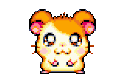 hamster