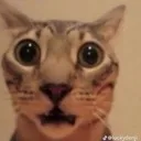 shockcat