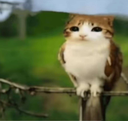 catowl Discord emoji