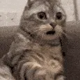 catshocked