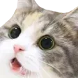 catMeow