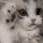 hapybapycat