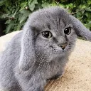 cabbit
