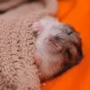 hamsterSleep