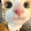 CAT3