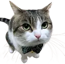 catBowtie