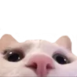 r_catlurk