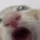 CatSucking