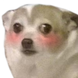 m_dog_blush custom emote - Unsupervised Adults ¹⁸⁺