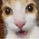 catshock