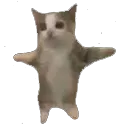 HappyCatT