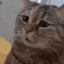 catsad Discord emoji