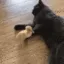 KittyPeasantKick KittyPeasantKick