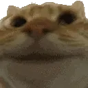 CatYesYes