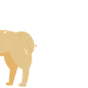 Camel3