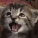 md_a_CatWiwiwi Discord emoji