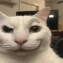 suscat