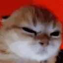 AngryKitty AngryKitty