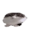 wawa wawa