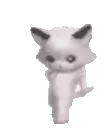 spacecat