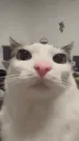 catstare