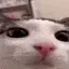 plink