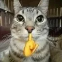 shushmew