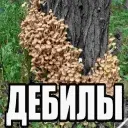 debij