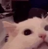AngryCat