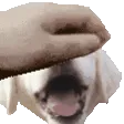 sneegPETTHEBOOMER