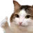 catthumbsup