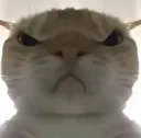 catangy