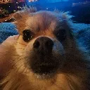 pippy_hai