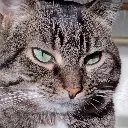 angry_stare