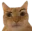 CatFrown