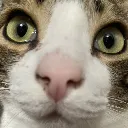 catstarehuh catstarehuh