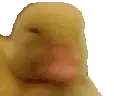 smd