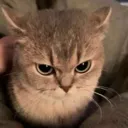 catannoyed