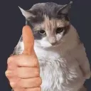 coolcat