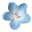 blueflower