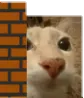 cattopeek cattopeek