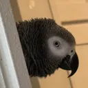 StuartPeek