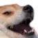 dogkek