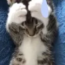 catitopreocupado