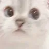 CatWot