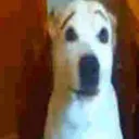 :doghuh: