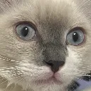 BijouMemCat